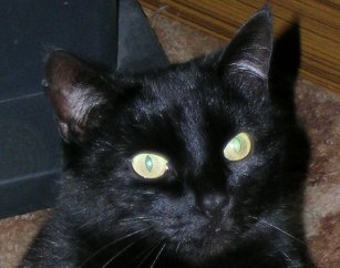 Picture of a cat